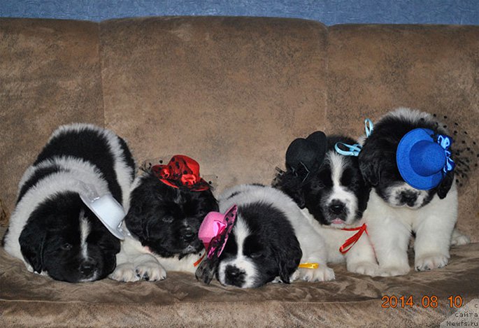 Фотография № 160648