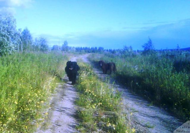 Фото: ньюфаундленд Зенон Зачарованный Принц, ньюфаундленд Бавария