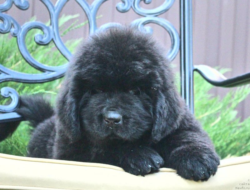 Фото: ньюфаундленд Акватория Келвин Франшиза (Aquatoriya Kelvin Franshize)