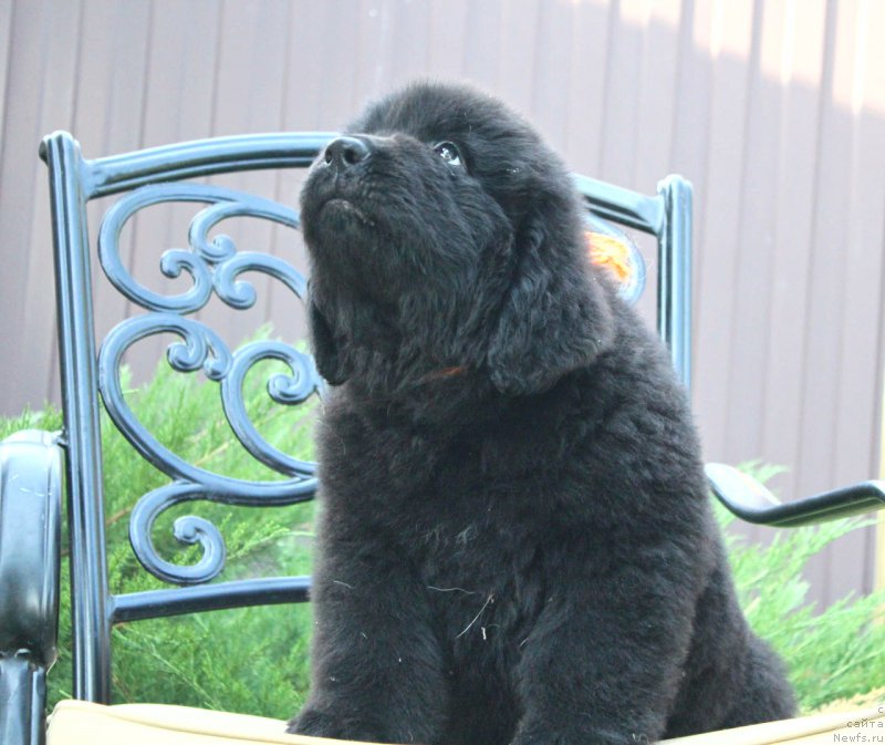 Фото: ньюфаундленд Акватория Келвин Франшиза (Aquatoriya Kelvin Franshize)