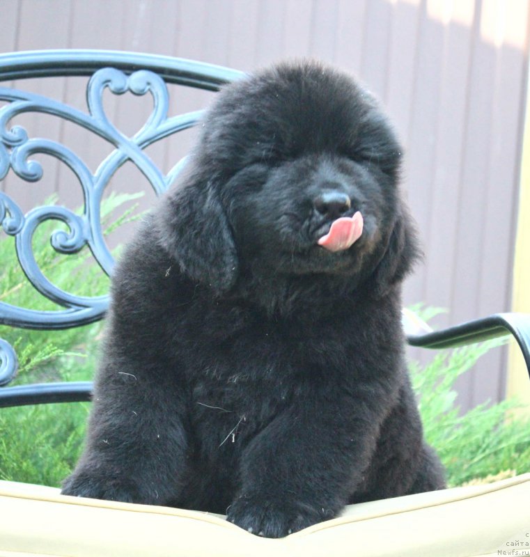 Фото: ньюфаундленд Акватория Келвин Франшиза (Aquatoriya Kelvin Franshize)