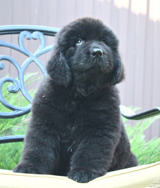 Фото: ньюфаундленд Акватория Келвин Франшиза (Aquatoriya Kelvin Franshize)