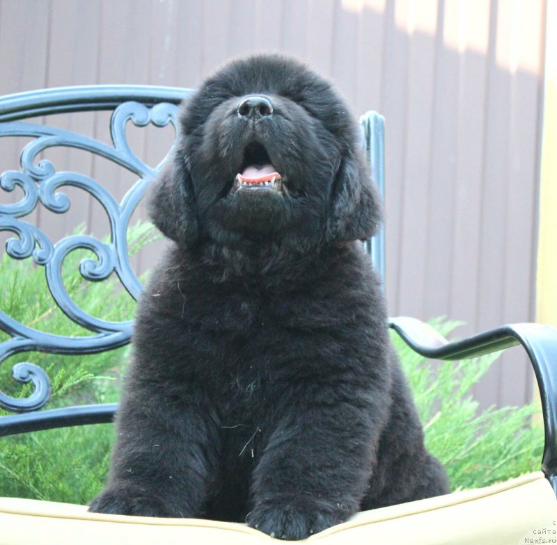 Фото: ньюфаундленд Акватория Келвин Франшиза (Aquatoriya Kelvin Franshize)