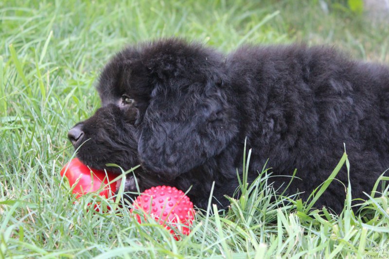 Фото: ньюфаундленд Акватория Келвин Франшиза (Aquatoriya Kelvin Franshize)
