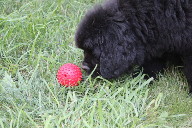 Фото: ньюфаундленд Акватория Келвин Франшиза (Aquatoriya Kelvin Franshize)