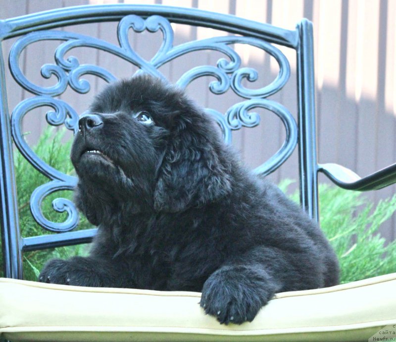 Фото: ньюфаундленд Акватория Келвин Франшиза (Aquatoriya Kelvin Franshize)