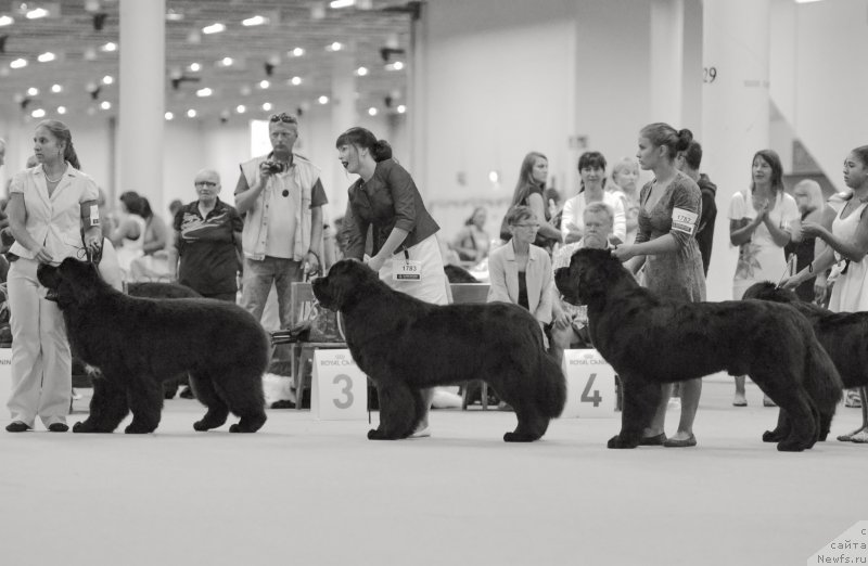 Фото: ньюфаундленд Смигар Ливерпульский Четвертак (Smigar Liverpulsiy Chetvertak), Александра Веснина