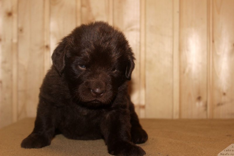 Фото: ньюфаундленд Браунблад МСК Хэппи Тедди (Brownblood MSK Happy Teddy)
