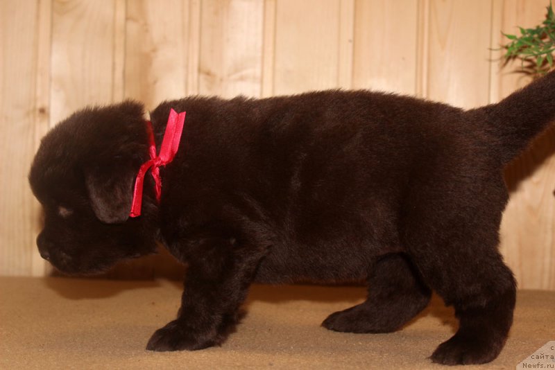 Фотография № 160689