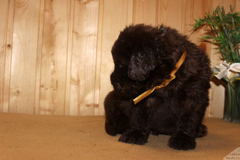 Фотография № 160692