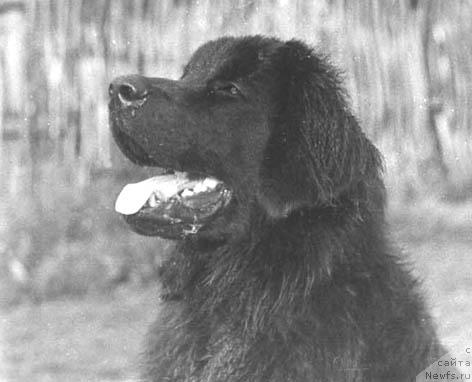 Фото: ньюфаундленд Карсайд Виг де Вольф