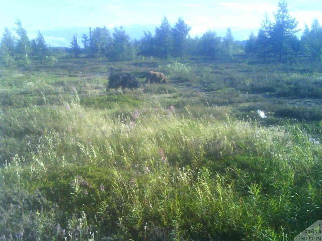 Фото: ньюфаундленд Зенон Зачарованный Принц, ньюфаундленд Бавария