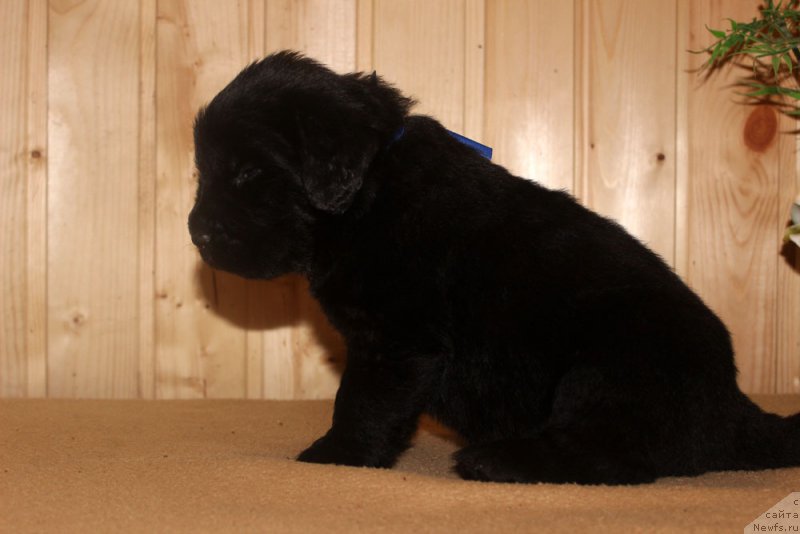 Фотография № 160705