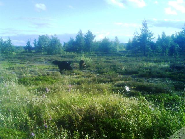 Фото: ньюфаундленд Зенон Зачарованный Принц, ньюфаундленд Бавария
