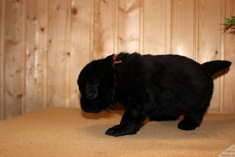 Фото: ньюфаундленд Браунблад МСК Харрикейн Хиггенс (Brownblood MSK Harricane Higgins)