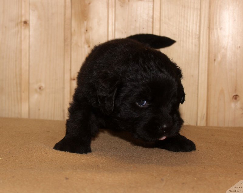 Фото: ньюфаундленд Браунблад МСК Харрикейн Хиггенс (Brownblood MSK Harricane Higgins)