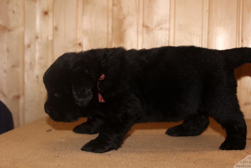 Фото: ньюфаундленд Браунблад МСК Харрикейн Хиггенс (Brownblood MSK Harricane Higgins)