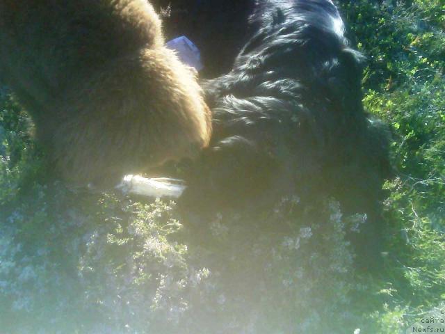 Фото: ньюфаундленд Зенон Зачарованный Принц, ньюфаундленд Бавария