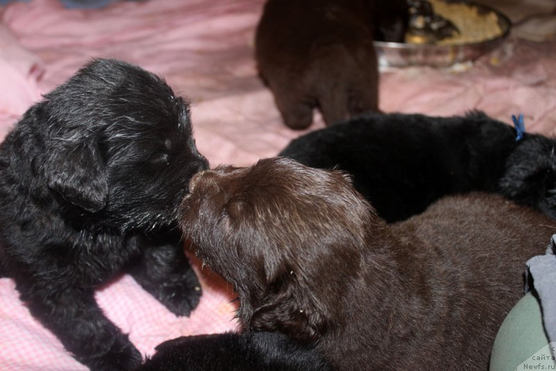 Фото: ньюфаундленд Браунблад МСК Харрикейн Хиггенс (Brownblood MSK Harricane Higgins), ньюфаундленд Браунблад МСК Хриса Хаккет Оллен (Brownblood MSK Hrica Hacket Ollen)