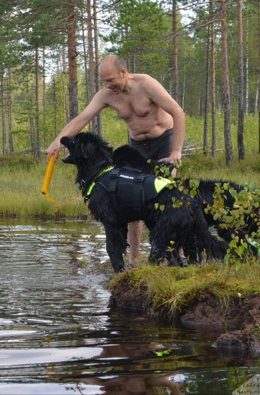 Фото: ньюфаундленд Бегущая по Волнам Есперанто Етуло Чуи