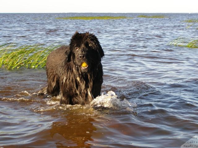 Фото: ньюфаундленд Смигар Шелковая Ночь (Smigar Shelkovaya Noch)