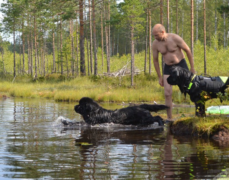 Фото: ньюфаундленд Бегущая по Волнам Елвис