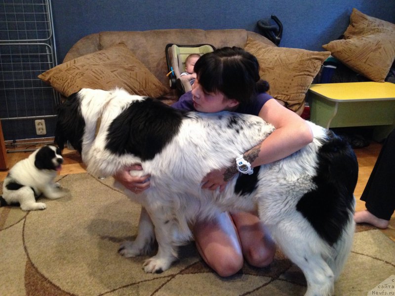 Фото: Ольга Гаврилюк, Ольга Гаврилюк, ньюфаундленд Маг Исполин Мода Макси