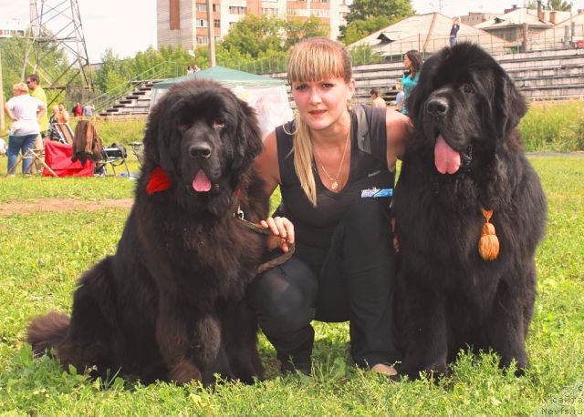 Фото: ньюфаундленд Бегущая по Волнам Шаолинь (Beguschaya po Volnam Shaolin), ньюфаундленд Rayout Happiness Midnight Bear