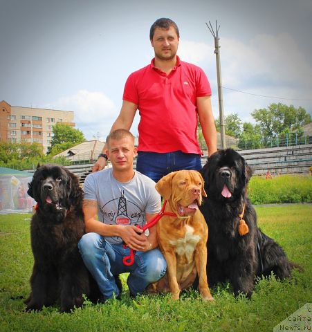 Фото: ньюфаундленд Бегущая по Волнам Шаолинь (Beguschaya po Volnam Shaolin), ньюфаундленд Rayout Happiness Midnight Bear, Иван Тиханович