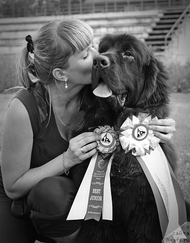 Фото: ньюфаундленд Rayout Happiness Midnight Bear, Иван Тиханович