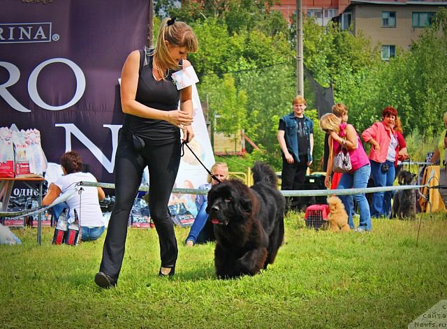 Фото: ньюфаундленд Rayout Happiness Midnight Bear, Иван Тиханович