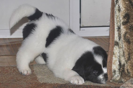 Фото: ньюфаундленд Маг Исполин Ольха