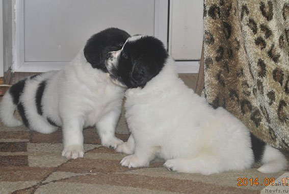 Фото: Щенок, [d12577