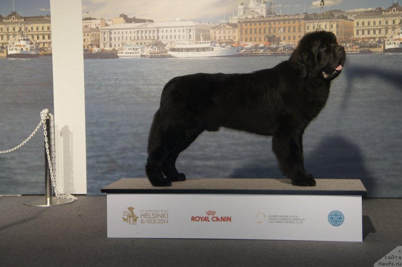 Фото: ньюфаундленд Смигар Ливерпульский Четвертак (Smigar Liverpulsiy Chetvertak)