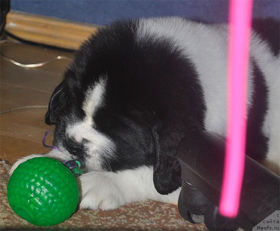 Фото: Щенок, ньюфаундленд Маг Исполин Мода Макси