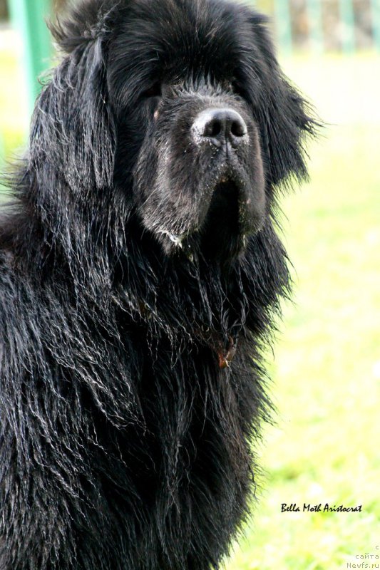 Фотография № 160762