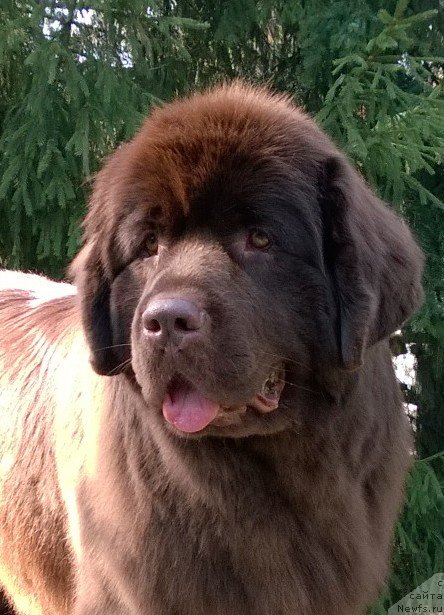 Фото: ньюфаундленд Акватория Келвин Хизер Хани (Aquatoriya Kelvin Heather Honey)