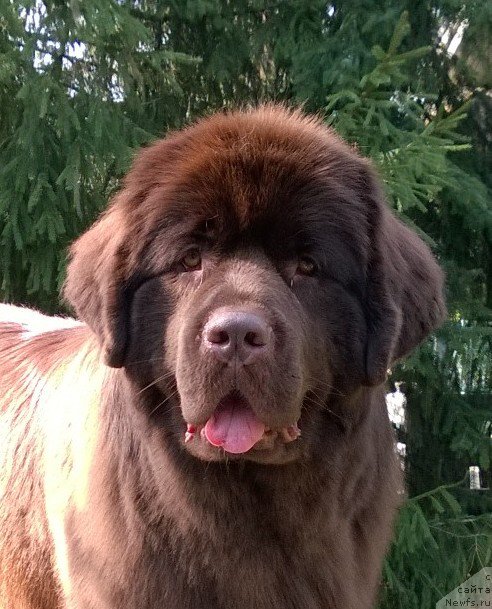 Фото: ньюфаундленд Акватория Келвин Хизер Хани (Aquatoriya Kelvin Heather Honey)