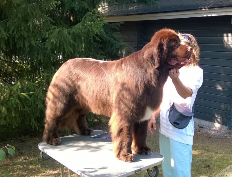 Фото: ньюфаундленд Акватория Келвин Хизер Хани (Aquatoriya Kelvin Heather Honey)