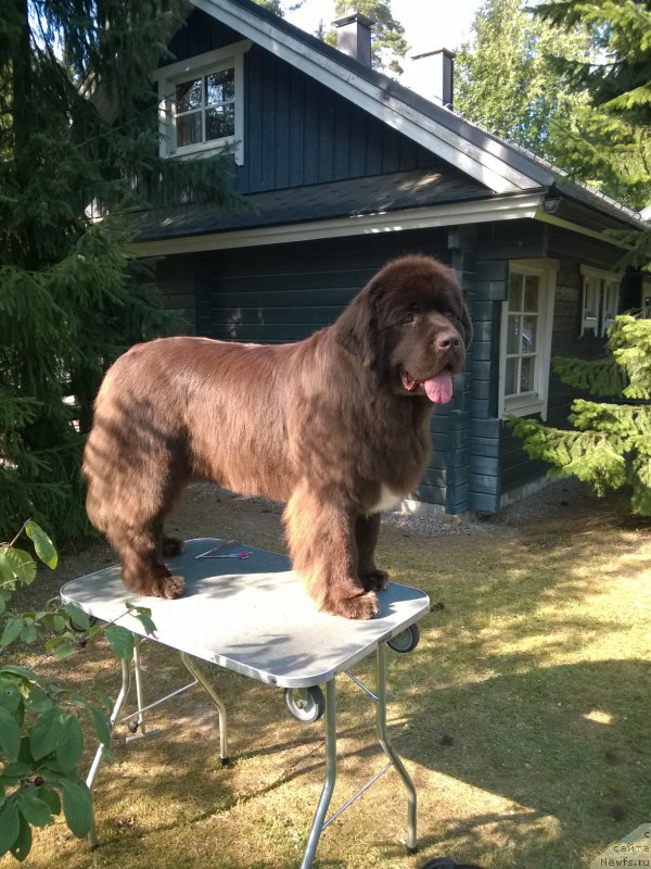 Фото: ньюфаундленд Акватория Келвин Хизер Хани (Aquatoriya Kelvin Heather Honey)