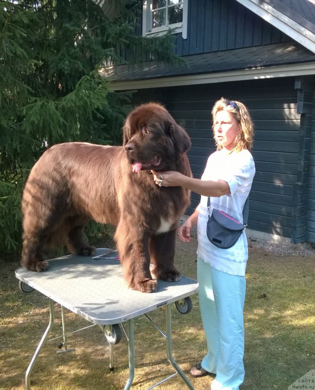 Фото: ньюфаундленд Акватория Келвин Хизер Хани (Aquatoriya Kelvin Heather Honey)