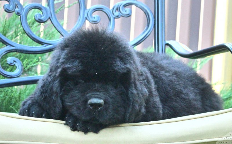 Фото: ньюфаундленд Акватория Келвин Франшиза (Aquatoriya Kelvin Franshize)