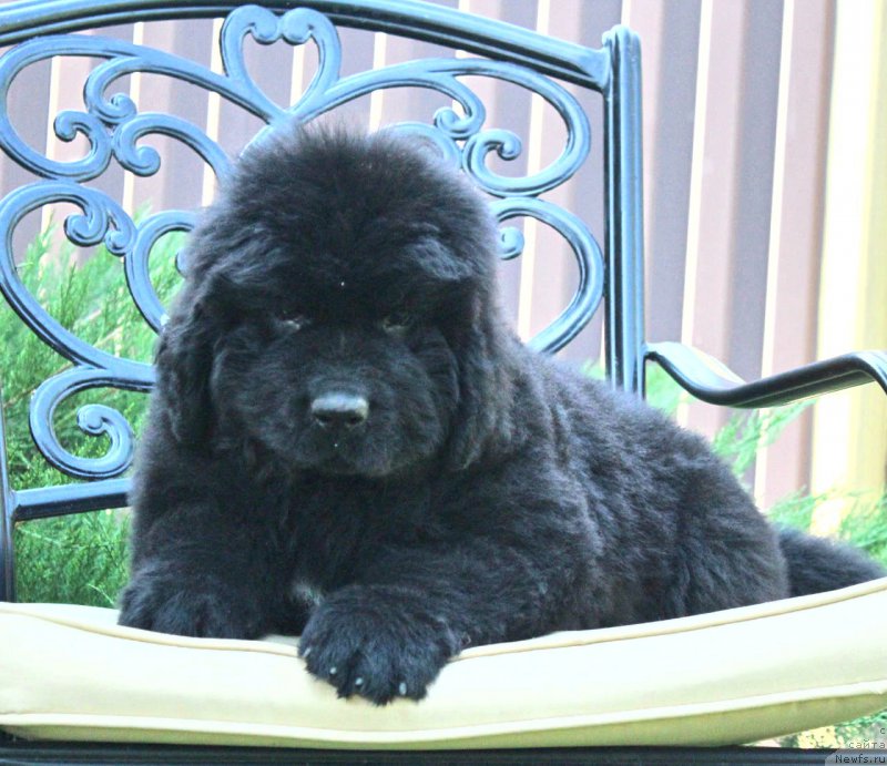 Фото: ньюфаундленд Акватория Келвин Франшиза (Aquatoriya Kelvin Franshize)