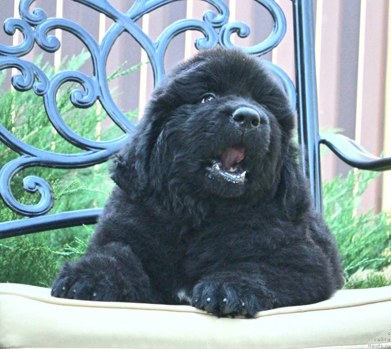 Фото: ньюфаундленд Акватория Келвин Франшиза (Aquatoriya Kelvin Franshize)