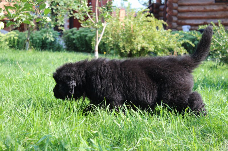 Фото: ньюфаундленд Акватория Келвин Франшиза (Aquatoriya Kelvin Franshize)