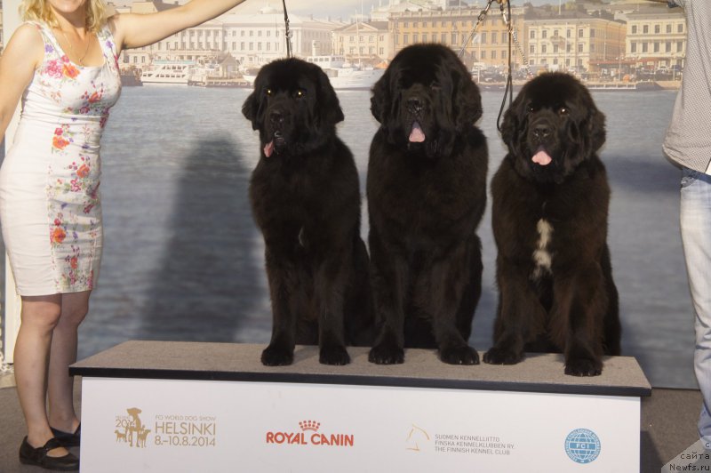 Фото: ньюфаундленд Смигар Легенда Весны (Smigar Legenda Vesny), ньюфаундленд Смигар Ливерпульский Четвертак (Smigar Liverpulsiy Chetvertak), ньюфаундленд Смигар Лав Стори (Smigar Love Story)