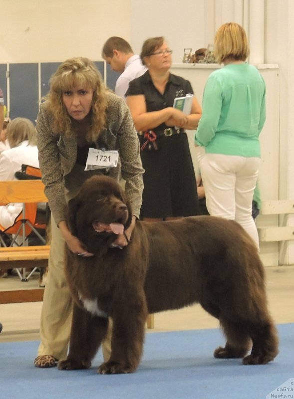 Фото: ньюфаундленд Акватория Келвин Хизер Хани (Aquatoriya Kelvin Heather Honey), Юлиана Никифорова