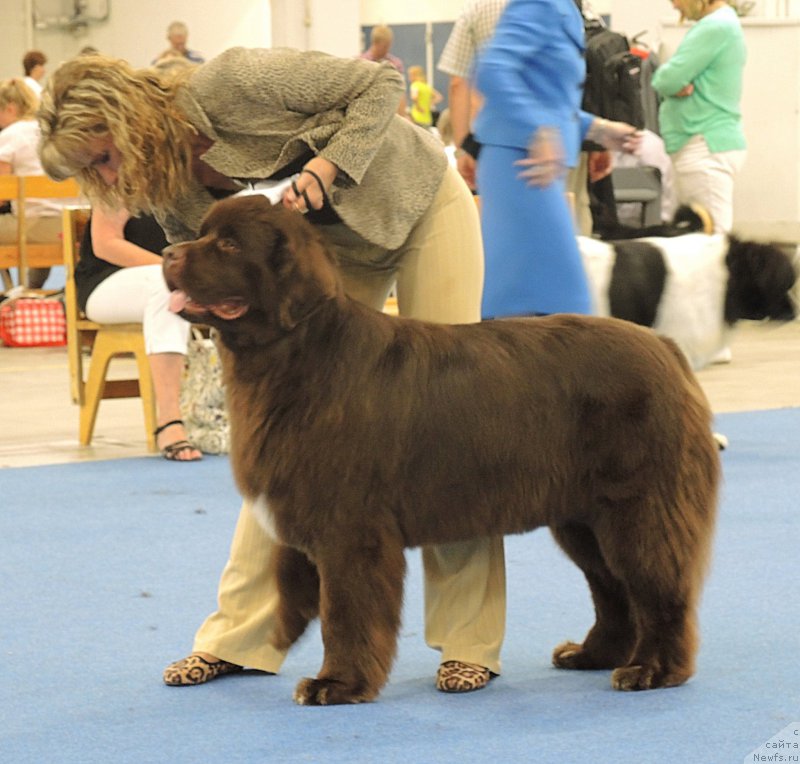 Фото: ньюфаундленд Акватория Келвин Хизер Хани (Aquatoriya Kelvin Heather Honey), Юлиана Никифорова
