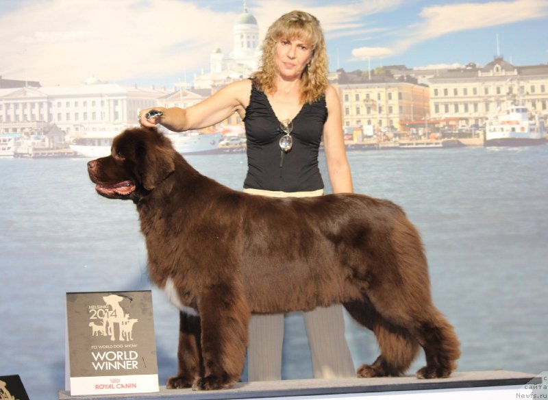 Фото: ньюфаундленд Акватория Келвин Хизер Хани (Aquatoriya Kelvin Heather Honey), Юлиана Никифорова