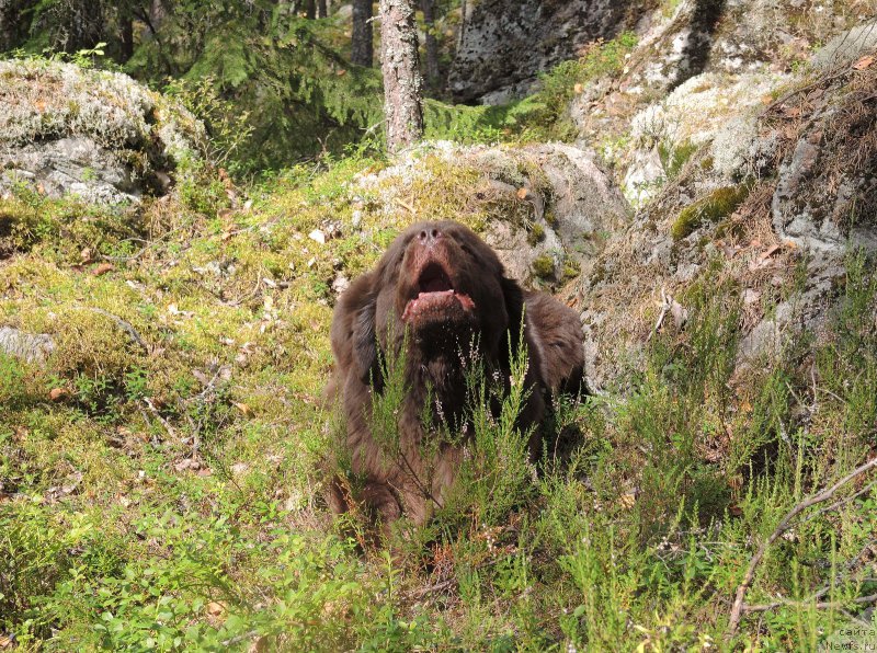 Фото: ньюфаундленд Акватория Келвин Хизер Хани (Aquatoriya Kelvin Heather Honey)